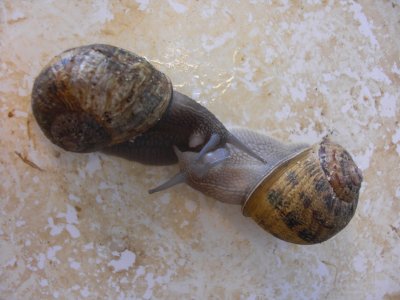 mating snails